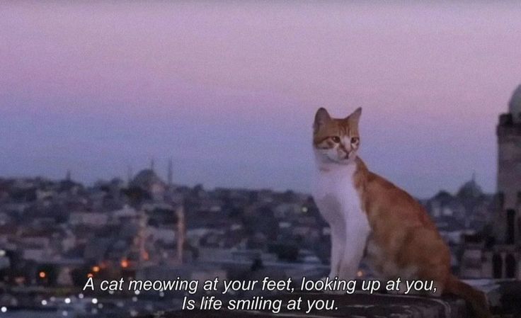 Kedi