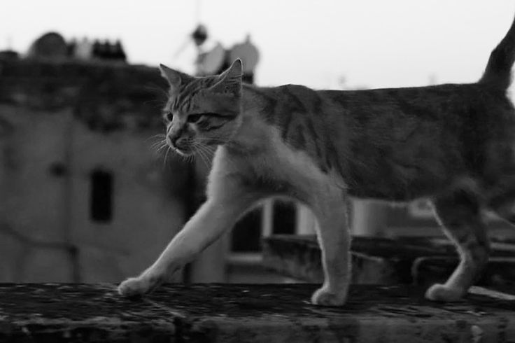 Kedi