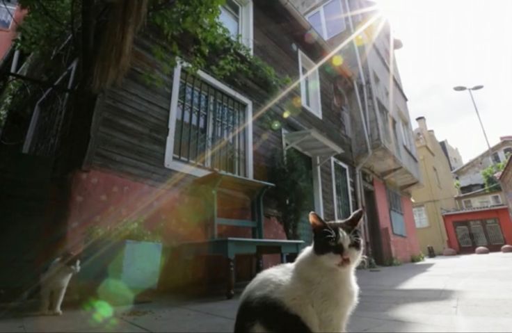 Kedi